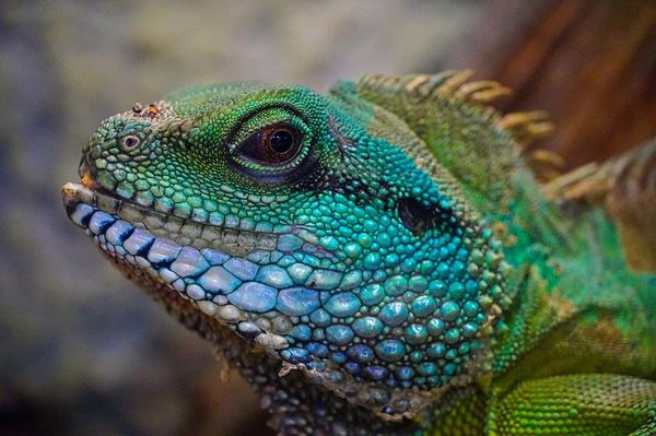 How to Train Your Pet Lizard to Accept Hand-Feeding?