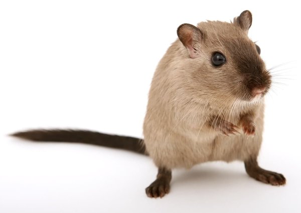 What Are the Early Signs of Respiratory Illness in Pet Rats?