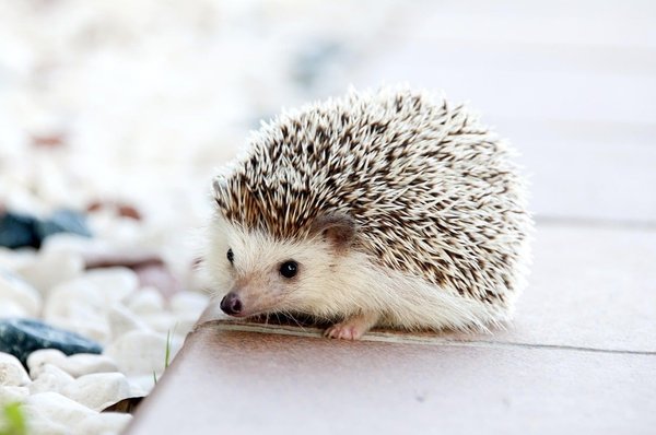 What Are the Key Factors in Choosing and Setting Up a Hedgehog Habitat?